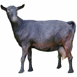 Murcia-Granada Goat